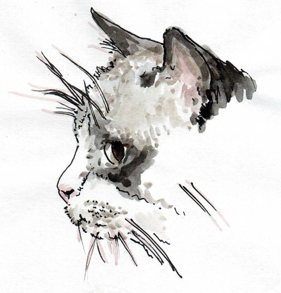 Кот черной гелевой ручкой