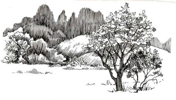 Природный пейзаж в графике