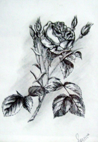 Ветка розы эскиз