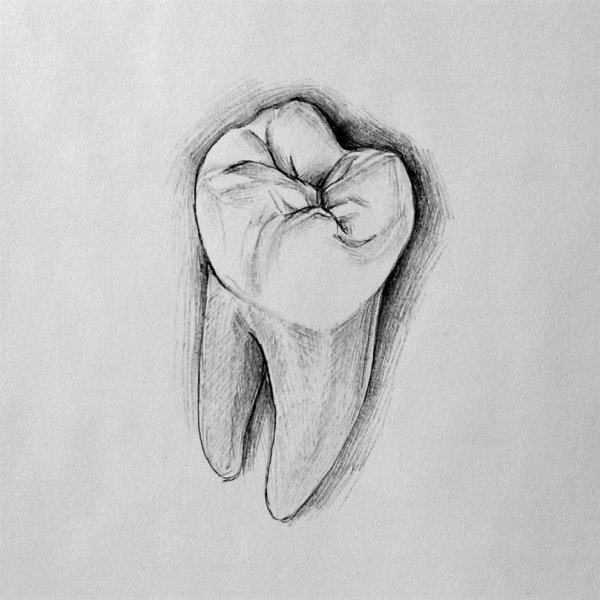 Зуб нарисовать карандашом