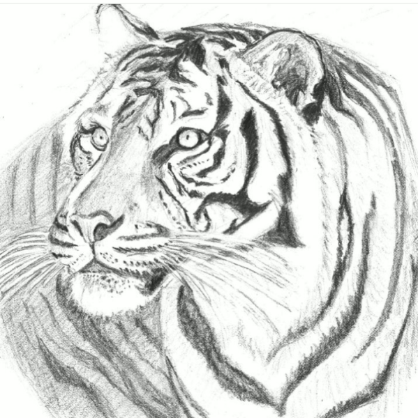Рисунок тигра гелевой ручкой