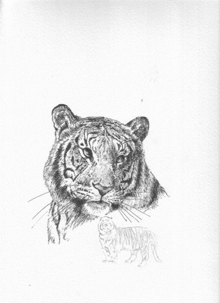 Тигр гелевой ручкой