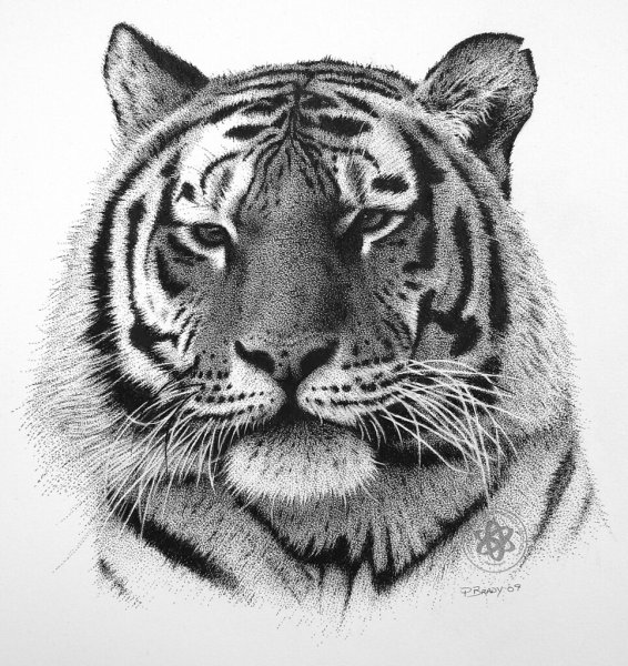 Зентангл Лев