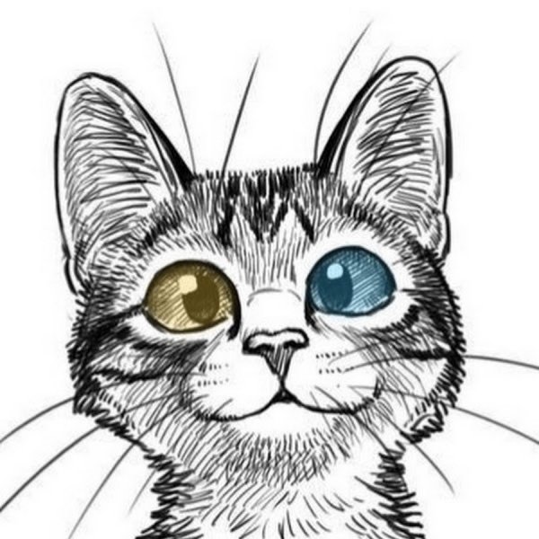 Набросок морды кота