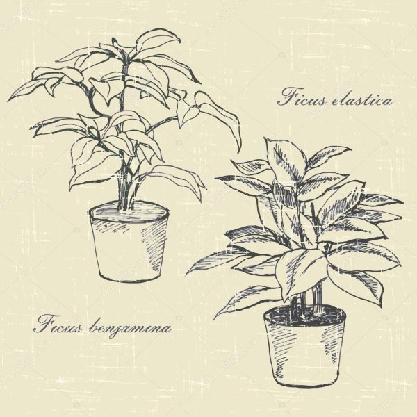 Фикус Бенджамина скетч