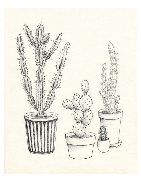 Наброски цветов в горшке