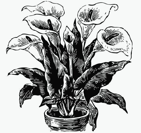 Растения в графике