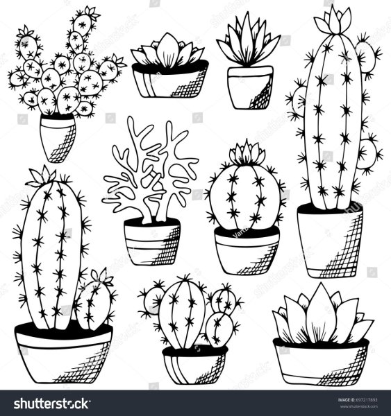 Раскраска комнатные растения Кактус