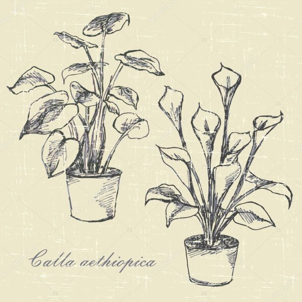 Комнатные растения карандашом