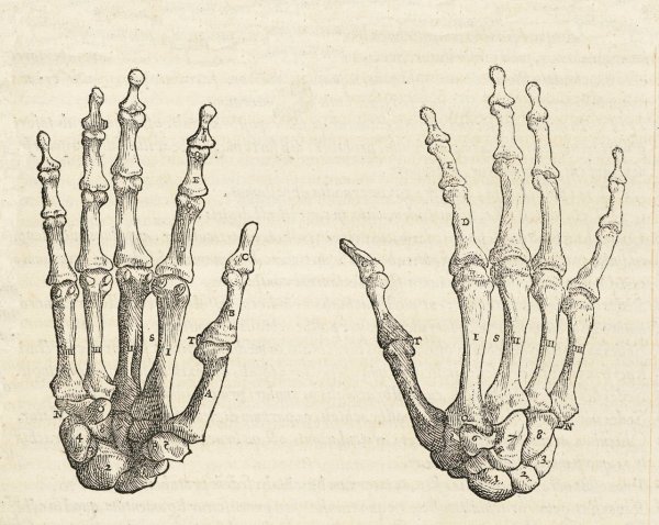 Bones рисунок карандашом