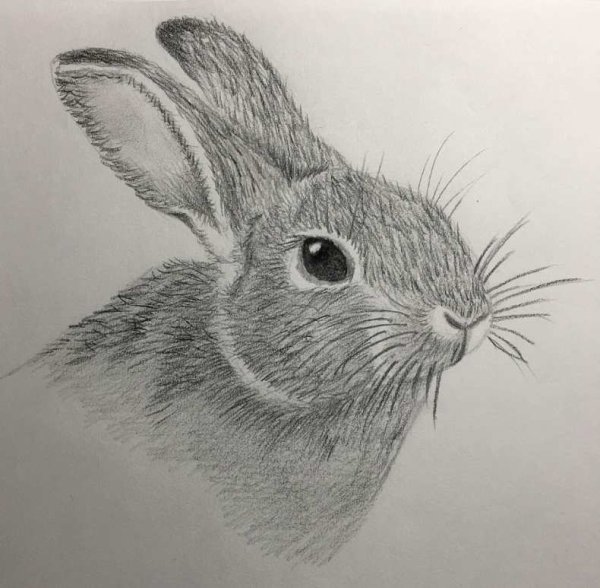 Кролик пастелью набросок