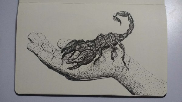 Скорпион для выжигания по дереву