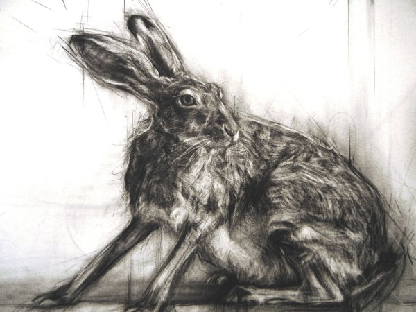 Анатомия зайца для рисования
