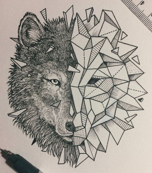 Енот рисунок