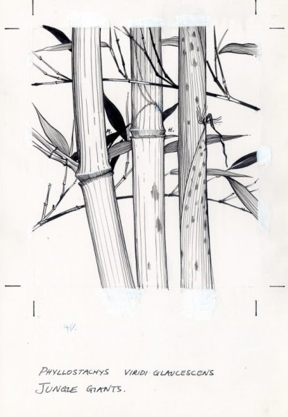 Побеги бамбука рисунок