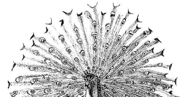 Павлин тушью