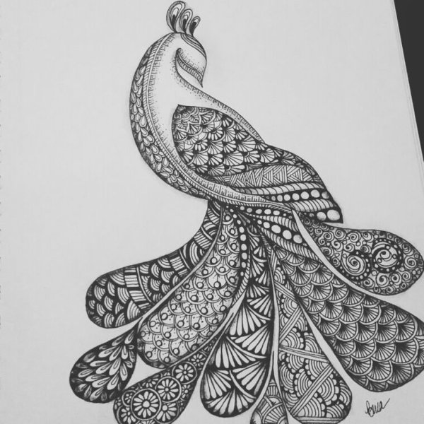 Зентангл Павлин