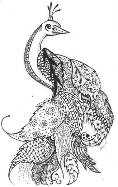 Декоративная птица Графика