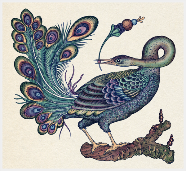 Павлин черно белый