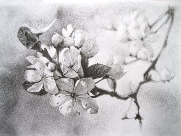 Цветы Сакуры карандашом