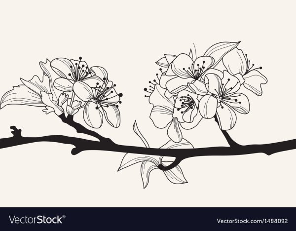 Ветка Сакуры рисунок