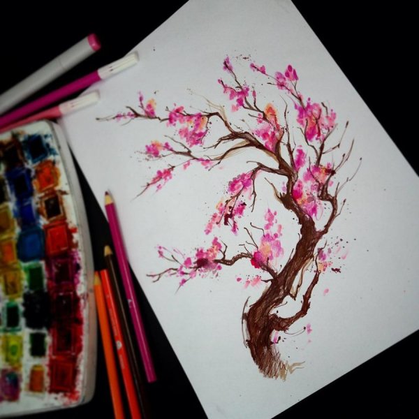 Сакура рисунок акварелью