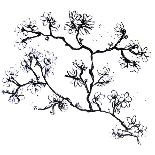 Сакура рисунок