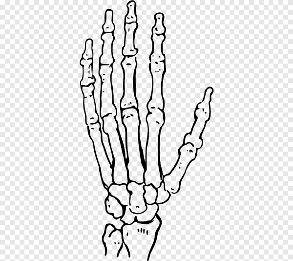 Кости кисти рисунок