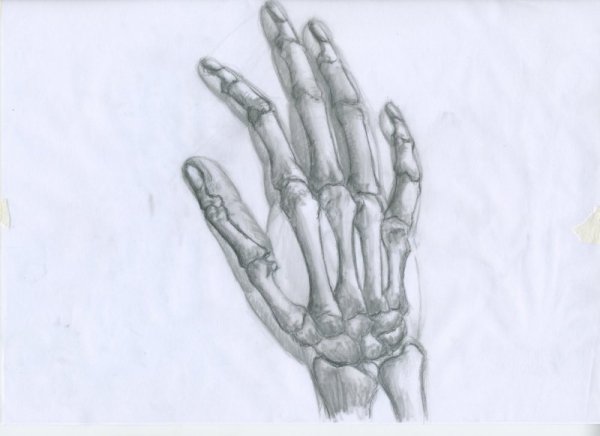 Скелет ладони рисунок