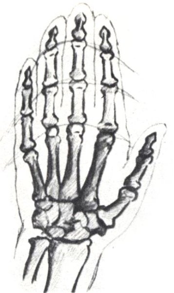 Кости на руке рисунок
