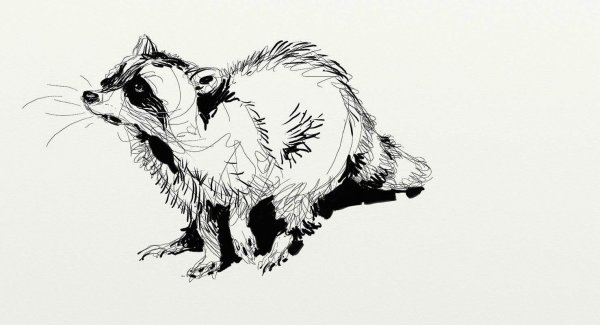 Енот стилизация