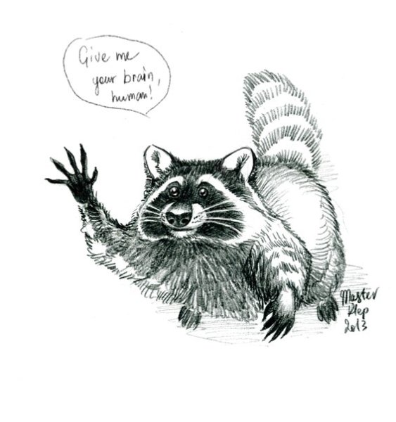 Енот Графика иллюстрации