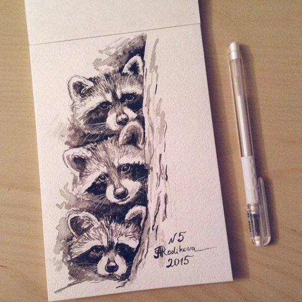 Енот линером