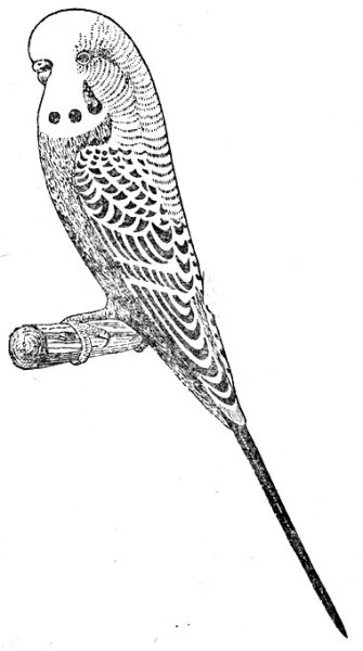 Волнистый попугай разукрашка