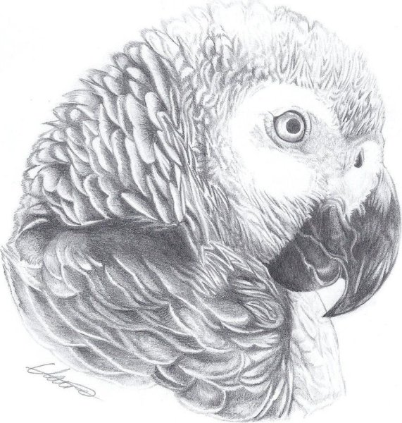 Наброски попугаев