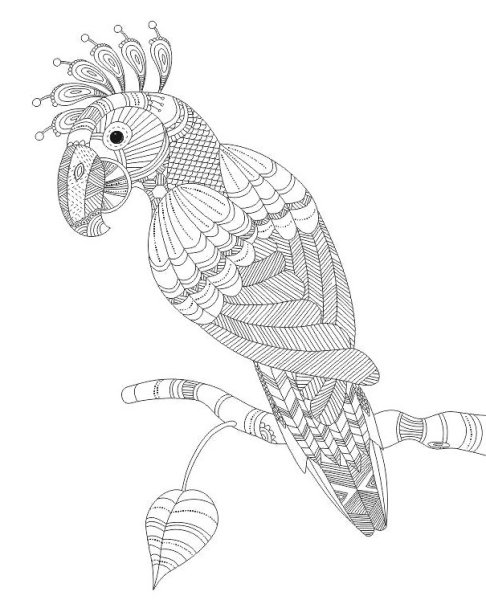 Трафарет волнистого попугая