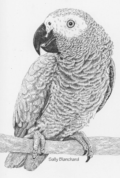 Наброски попугаев