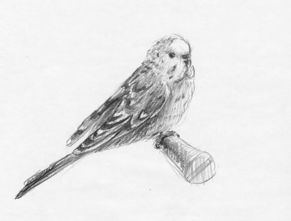 Зентангл раскраски попугай