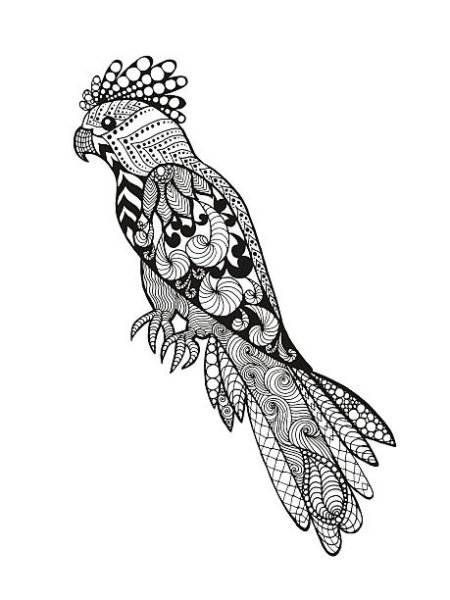 Попугай жако рисунок