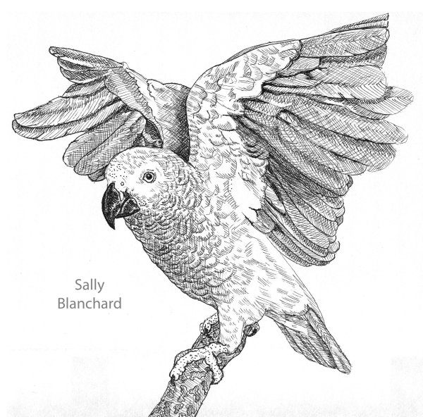 Раскраска попугай корелла