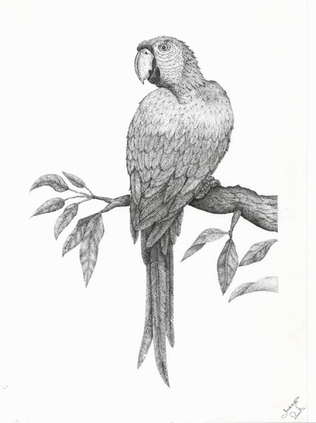 Попугай корелла набросок