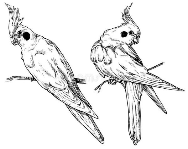 Попугай раскраска для детей