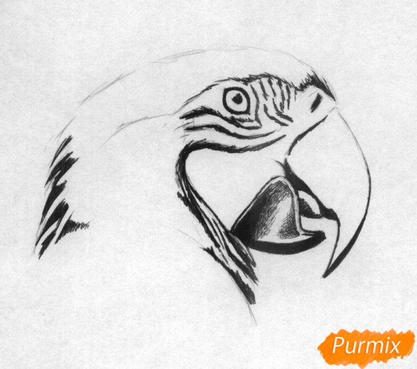 Волнистый попугай раскраска