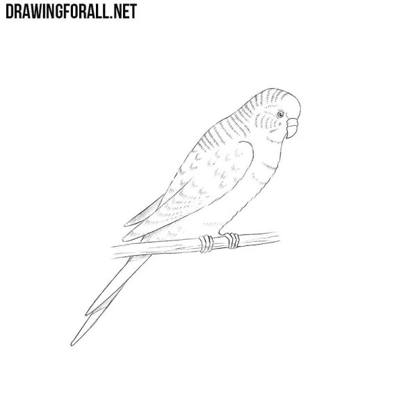 Попугай раскраска для детей