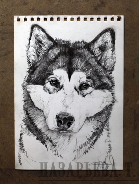 Портрет хаски карандашом