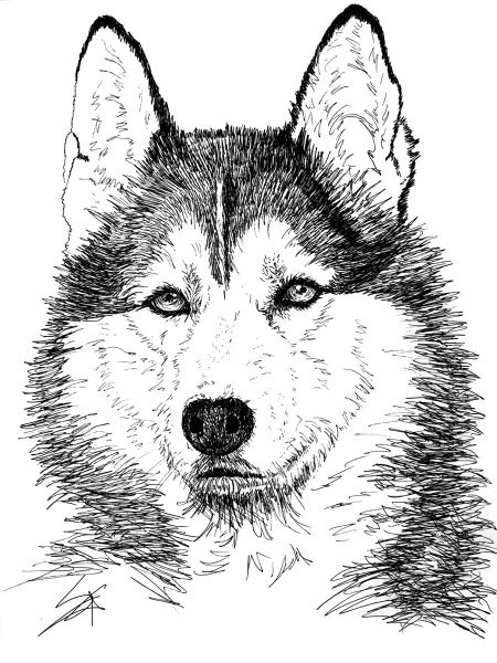 Хаски Графика