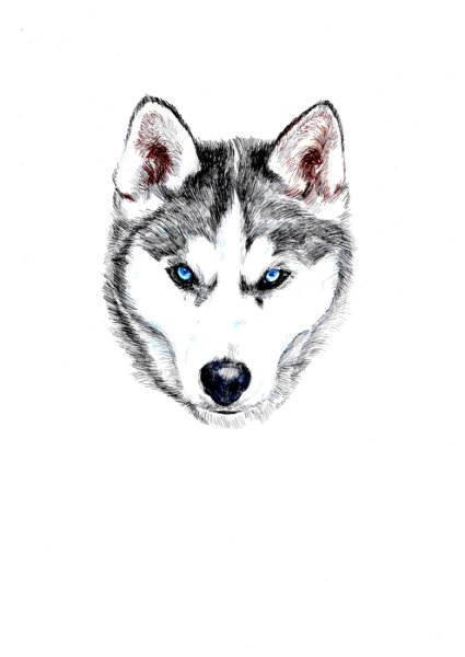 Хаски эскиз