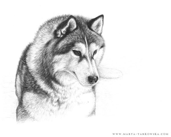 Белый плен рисунки карандашом