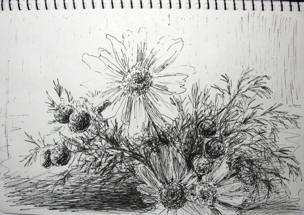 Скетч гелевой ручкой Ромашка