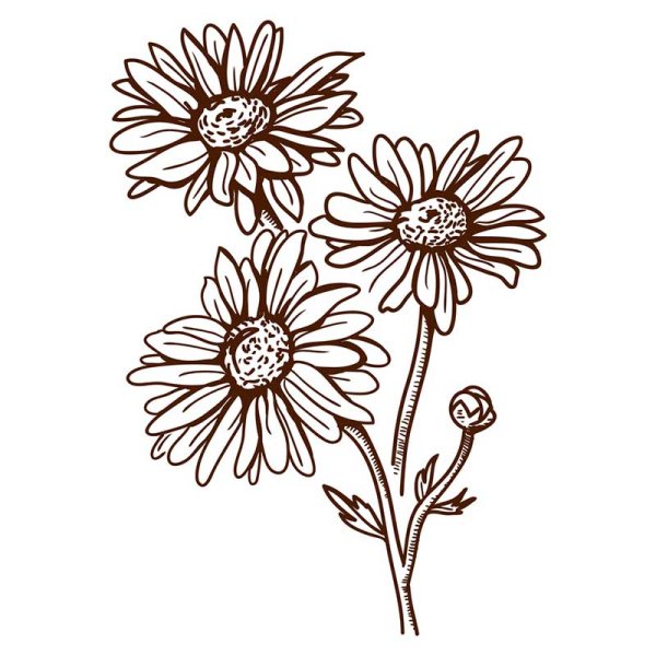 Ромашки черной ручкой